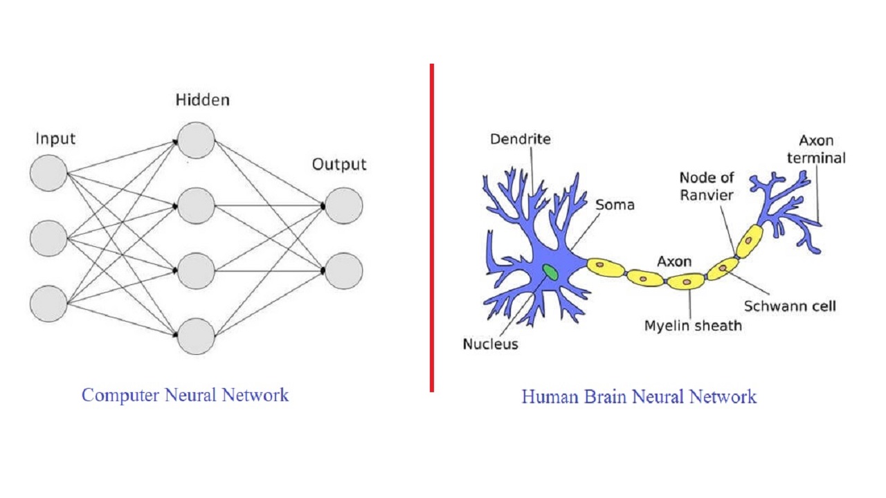 Human Neural Network vs Computer Neural Network